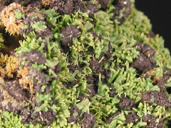 IMG_3458.JPG (166728 bytes)